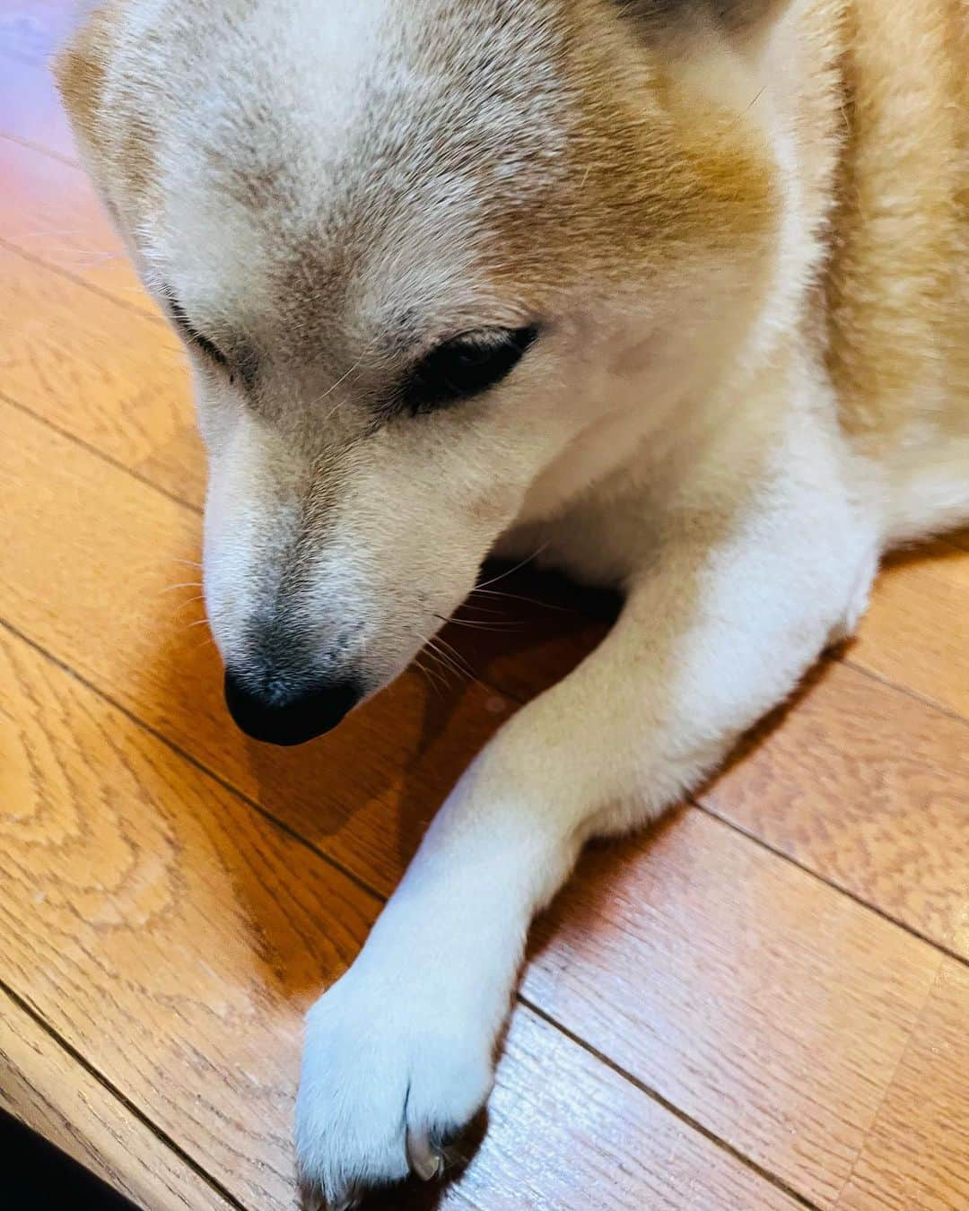 千秋のインスタグラム：「うちの犬🐕」