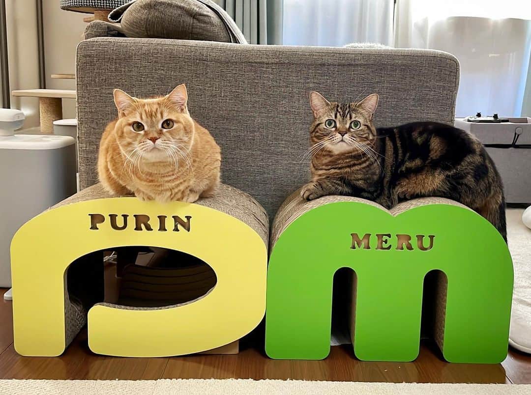Purin_munchkincatさんのインスタグラム写真 - (Purin_munchkincatInstagram)「11月20日のメルのうちの子記念日に @clapha_by_itslab 様から新しいＭの爪とぎをプレゼントしていただきました💚 今までプリンとカラメル色にしてたんだけど、今回は気分を変えてグリーンにしてもらいました！ どう〜？？ 部屋が明るくなっていい感じです💛💚  メルはＰは隠れ家として、Ｍは爪とぎとして使ってるから、Ｍの寿命が短いんです😂 早速プリンが新品のＭで爪とぎしてました🐾 its-lab様、いつもありがとうございます🥰  #短足マンチカンのプリンとメル #マンチカン #茶トラ #キジトラ #短足 #短足マンチカン #子猫 #ねこ部 #cat #munchkincat #catstagram #ilovecat #ふわもこ部 #catloversclub #munchkinlovers #catsofinstagram #にゃんすたぐらむ #ねこのいる生活 #猫好きさんと繋がりたい」11月22日 19時52分 - purin_nyan