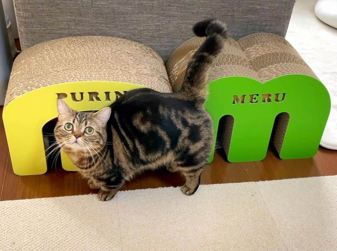 Purin_munchkincatのインスタグラム