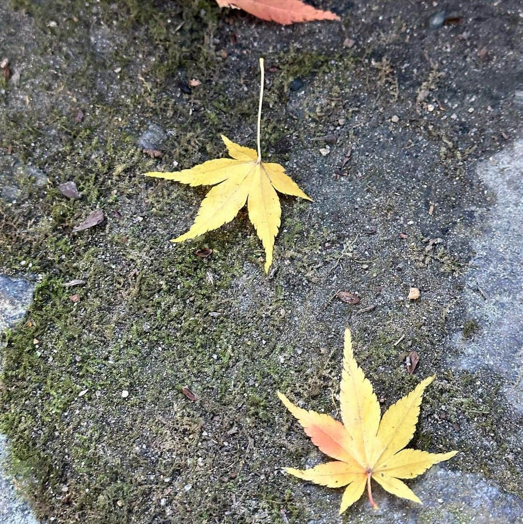 KATSUMIさんのインスタグラム写真 - (KATSUMIInstagram)「昨日のことですが…  北茨城の『花園神社』に行ってきまして⛩️  ここは是非一度行きたいと思っていた神社ですが、なかなかに距離があるので仕事とのタイミングが合う時に…と後手後手になっていたのでした。が、昨日がどうやらその日だったようで、そして…もしかして🍁も！なんて期待もしつつ（まだ早いようでしたが）決行してきた次第🚗  日立駅から高速使っても片道1時間。生放送迄に戻る計画で何とか無事にお参りに行けたのでした。  初めて花園神社の写真を見たときに（特に河原ですが）、何度も通った宮崎県高千穂の「天の岩戸神社」の雰囲気を感じたりしていたのでこれは行かねばと😃  そして、行ってみると花園神社は徳川幕府とも所縁があったということで東照宮の祠もあったり…大河ドラマ「どうする家康」を観ている身としてはこれまたタイミング良く🙏  この辺りは紅葉が綺麗な渓谷もあり、シーズンとなるともっともっと紅葉🍁してきます。  河原の水の流れる音がずっと聴こえているので、それが僕にはどうやら琴線が鳴る一番のポイントのようでした😆色々と納得しながらの帰り道でした。  とにかく渓谷沿い…が好きなんでしょうねぇ。 ふむ。  福島県隣の北茨城市も自然が溢れて素敵な空気感の場所です。良かったら是非いらっしゃって下さいね🙇‍♂️  #katsumi  #茨城県  #北茨城  #北茨城花園神社」11月22日 19時53分 - katsumi_unfading