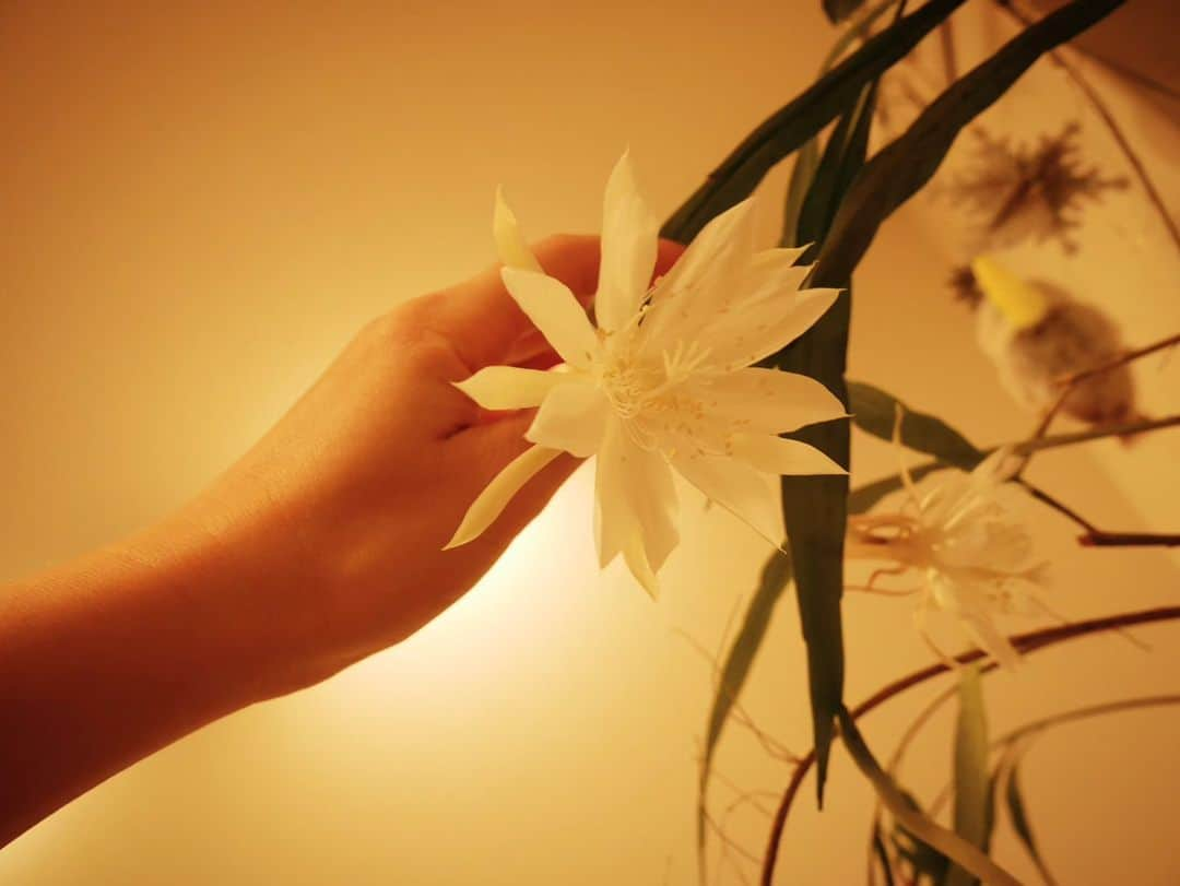 Wakanaさんのインスタグラム写真 - (WakanaInstagram)「昨夜の月下美人、3つ同時咲きの様子です🌼🌼🌼💕 今回も美しく花開いてくれました🥳🎉  コメントに「どんな香りがしますか？」といただいたので、どんな香りがするかをどう言葉で表現しようかすごく考えたんだけどね！ 全然言葉にできない🤣🤣 言葉にできない香り♡です😂😂 フローラルで良い香りなのはたしかなんだけど、なんとも言えない香りなの🧐 でも同時に複数咲いてくれると、部屋の中に月下美人の香りがふんわりと広がって、すごく癒やされます🧚✨  そして遅れた子がひとり🌼 今観察してるんだけど、多分今夜咲くんじゃないかな…？🤔という感じ。 まだまだ膨らみの途中です。 頑張れ〜☺️  #月下美人 #開花まつり開催中 #蕾まつり開催中」11月22日 19時55分 - wakana1210_official