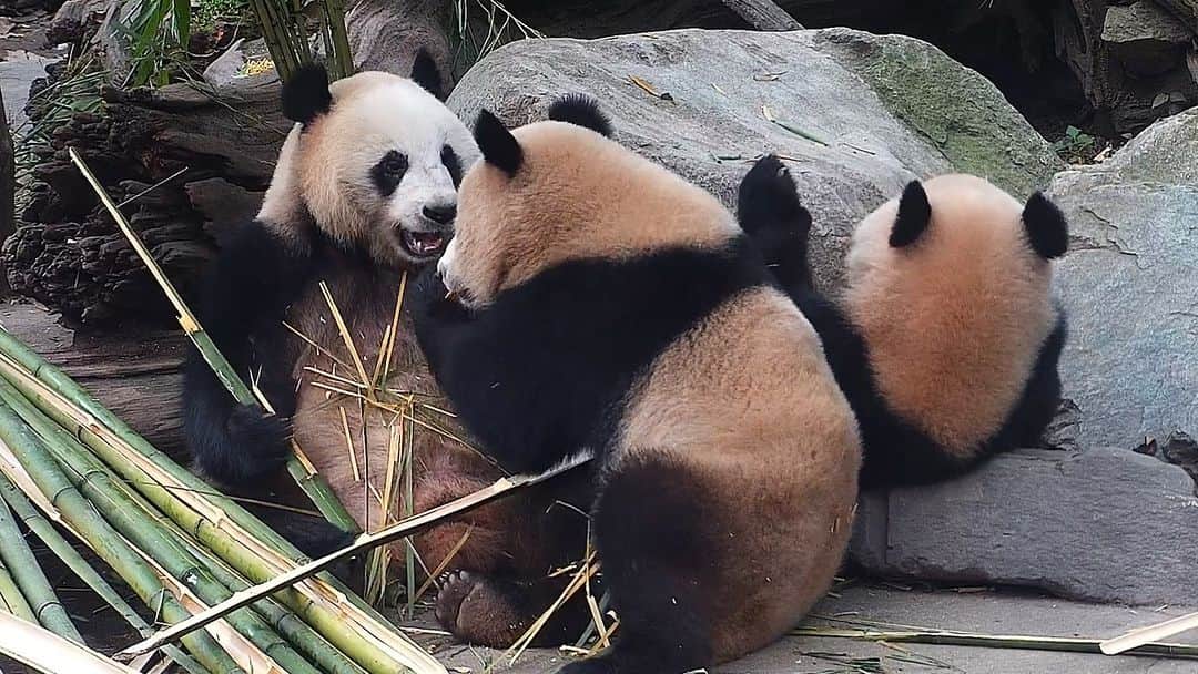 iPandaのインスタグラム：「This naughty panda kid snatched bamboo from her mom three times in a row! Guess if the panda mom will give it to her next time? (Pan Qing, Qing Hua & Qing Lu) 🐼 🐼 🐼 #Panda #iPanda #Cute #HiPanda #CCRCGP   For more panda information, please check out: https://en.ipanda.com」