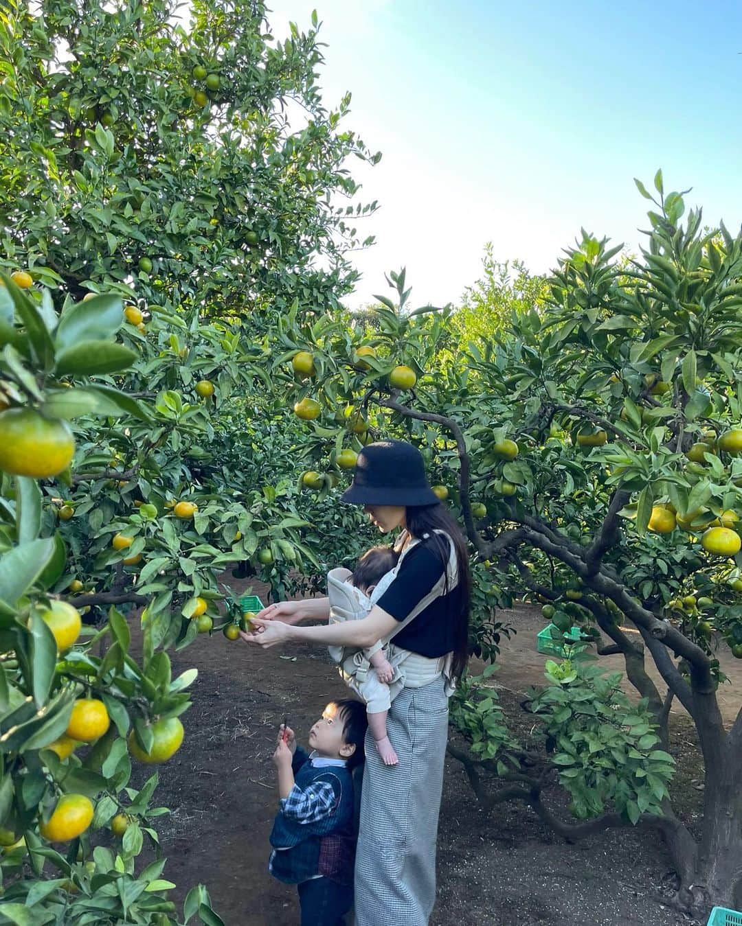 田中響子のインスタグラム：「少し前にみかん狩りに🍊  お友達にみかん狩りのことを 教えてもらって初めて行ってきました。  今シーズンの初日だったらしく まだ緑色のものが多かったけど 中はちゃんと熟していて 息子はお口いっぱいに頬張っていました。  その場で好きなだけ食べながら 1人1kgまでお持ち帰りOK！ お土産もすぐになくなってしまったので また狩りに行かないと🍊  最後の一枚、この日はすっぴんだったので 夕陽でぼやけてちょうど良い🌅  @07misaki_k ちゃん 教えてくれて＆お裾分けもありがとう♡」