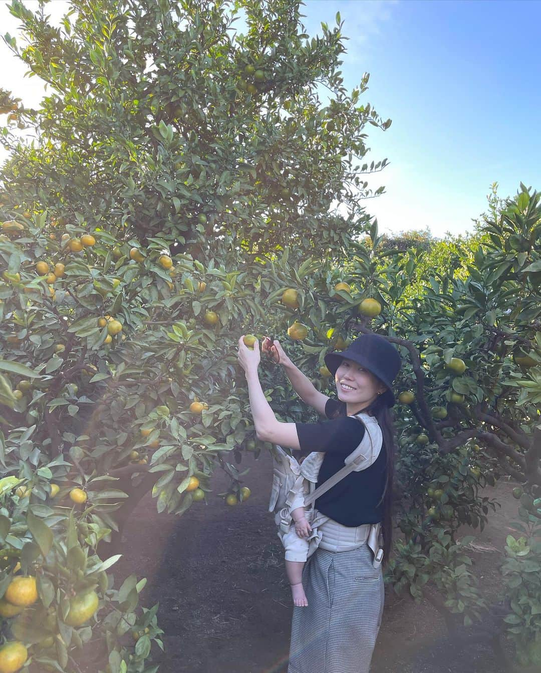 田中響子さんのインスタグラム写真 - (田中響子Instagram)「少し前にみかん狩りに🍊  お友達にみかん狩りのことを 教えてもらって初めて行ってきました。  今シーズンの初日だったらしく まだ緑色のものが多かったけど 中はちゃんと熟していて 息子はお口いっぱいに頬張っていました。  その場で好きなだけ食べながら 1人1kgまでお持ち帰りOK！ お土産もすぐになくなってしまったので また狩りに行かないと🍊  最後の一枚、この日はすっぴんだったので 夕陽でぼやけてちょうど良い🌅  @07misaki_k ちゃん 教えてくれて＆お裾分けもありがとう♡」11月22日 20時02分 - coco.golf