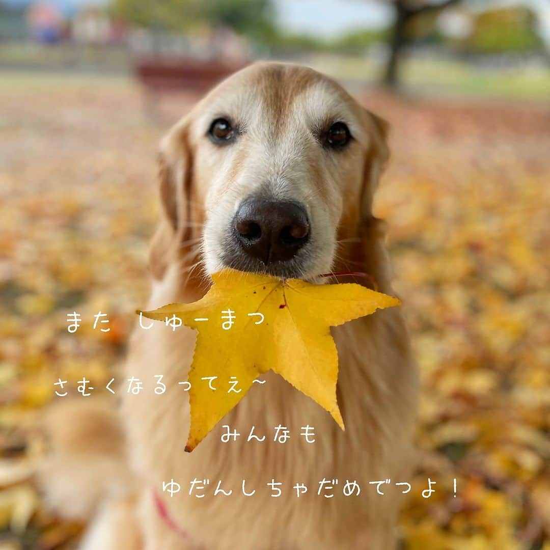 ikumiのインスタグラム：「* * 11/22/2023☀️ . ここ数日、日中は暑いくらい。 油断したのは私です、 喉がイガイガ、な感じがする🫢 気のせいかもしれないけど 葛根湯飲んで、早めの対策‼︎ 皆さんも気をつけてね〜。 * * #viviとohanaのいる暮らし2023#多頭飼い#goldenretriever#ゴールデンレトリバー#大型犬」