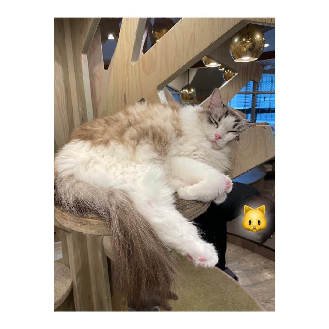 青山京平さんのインスタグラム写真 - (青山京平Instagram)「・ 猫さんたちに会うために猫カフェモカ渋谷公園公園通り店 @mocha.koendori に行ってきました！  ご飯食べたあとで眠そうな子たち多かったけど、寝顔も天使そのものでした……👼  猫さんたちに癒されるだけじゃなくて ドリンクバー、マッサージチェア、漫画、Wifiも付いてて 設備完璧すぎました✨  また癒されに行くの確定です🐈  #PR #猫カフェmocha #猫カフェ #渋谷猫カフェ #渋谷カフェ  #03 #20 #大学生  #japan #渋谷 #fyp #foryou #instagram」11月22日 20時30分 - aoyama_kyohei