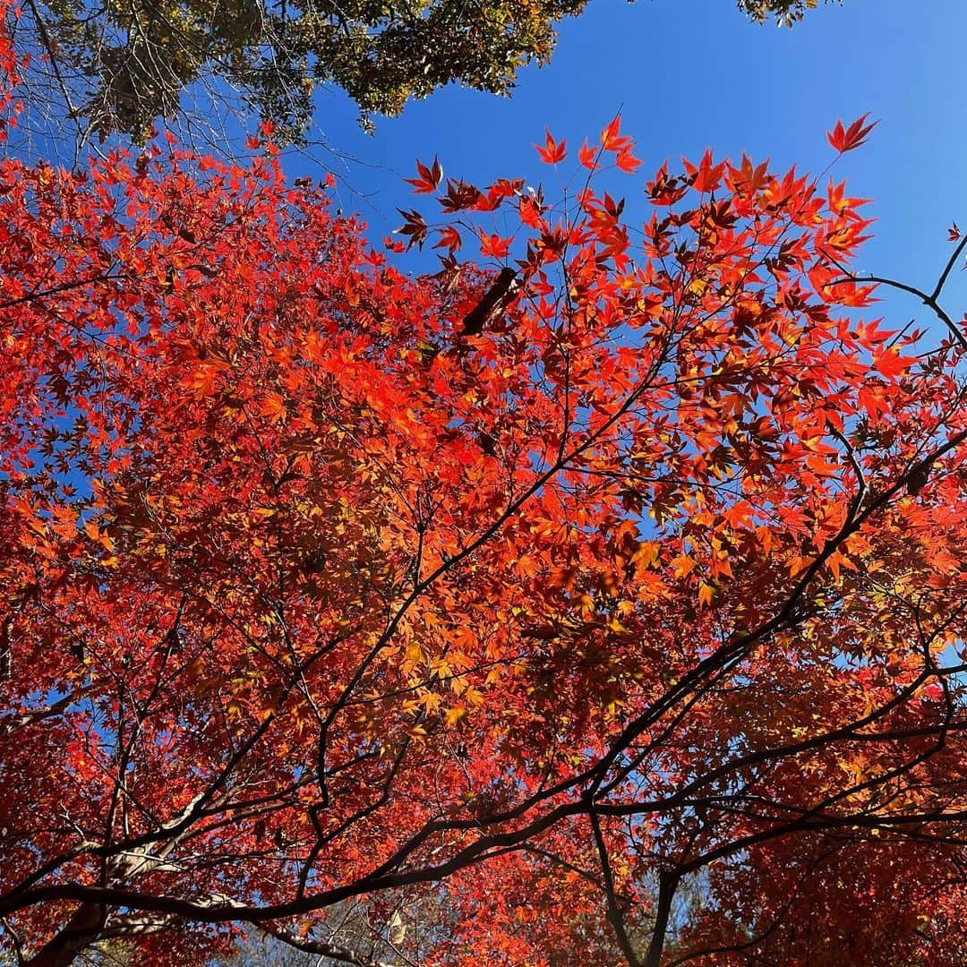 蒼山幸子さんのインスタグラム写真 - (蒼山幸子Instagram)「秋が戻ってきた日だった。🍁 週末はとても寒いらしい。 冷え性ですでにここ最近の夜などは 手足がアイスノンくらいには冷たくなっているので、 身構えています。」11月22日 20時38分 - sachiko_aoyama