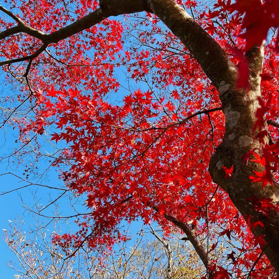 蒼山幸子さんのインスタグラム写真 - (蒼山幸子Instagram)「秋が戻ってきた日だった。🍁 週末はとても寒いらしい。 冷え性ですでにここ最近の夜などは 手足がアイスノンくらいには冷たくなっているので、 身構えています。」11月22日 20時38分 - sachiko_aoyama