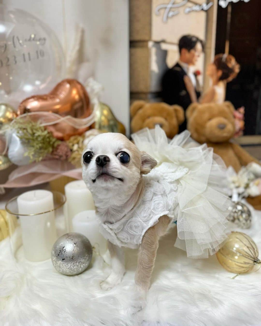 吉川ちかさんのインスタグラム写真 - (吉川ちかInstagram)「高校生の時からの お友達から 結婚式の時にバルーンとメッセージを 頂きました🥺🩷 式場が華やかになって嬉しい！  (@saaaaki0603 ) さきちゃんありがとう！！ 今もリビングに飾ってるよ✌️💕 素敵なバルーン嬉しかった！  ぽんちゃんもパシャリ📷 ぽんちゃんがリングdogの時に 着ていたドレスは SHEINで購入しました🥺🩷  #結婚式#バルーン#ありがとう#プレゼントありがとう#リングdog#チワワ#ウェルカムボード」11月22日 20時39分 - yoshikawachika_1116