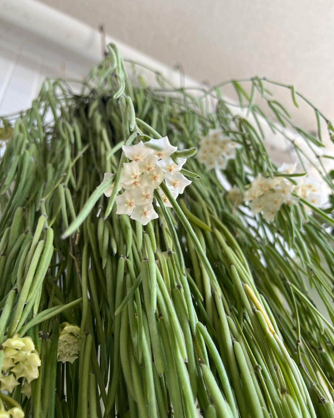 福田葉子さんのインスタグラム写真 - (福田葉子Instagram)「今年も咲きました。ホヤ　リネアリスの白いお花。感無量。 暑さに弱く寒さにも弱い。ベランダガーデニングでは、気難しい植物のひとつ。なのでちょっと気温の変化があると、すぐに室内に入れて、カーテン越しの光を浴びられる場所へ。蝶よ花よと甘やかして、年に一度、開花のご褒美を与えられる。今年もよくがんばりました。 #flowering #wow #green #gardening #開花　#ホヤリネアリス　#植物　#ガーデニング　#ベランダガーデニング #花のある暮らし」11月22日 20時46分 - yoyoyokoko