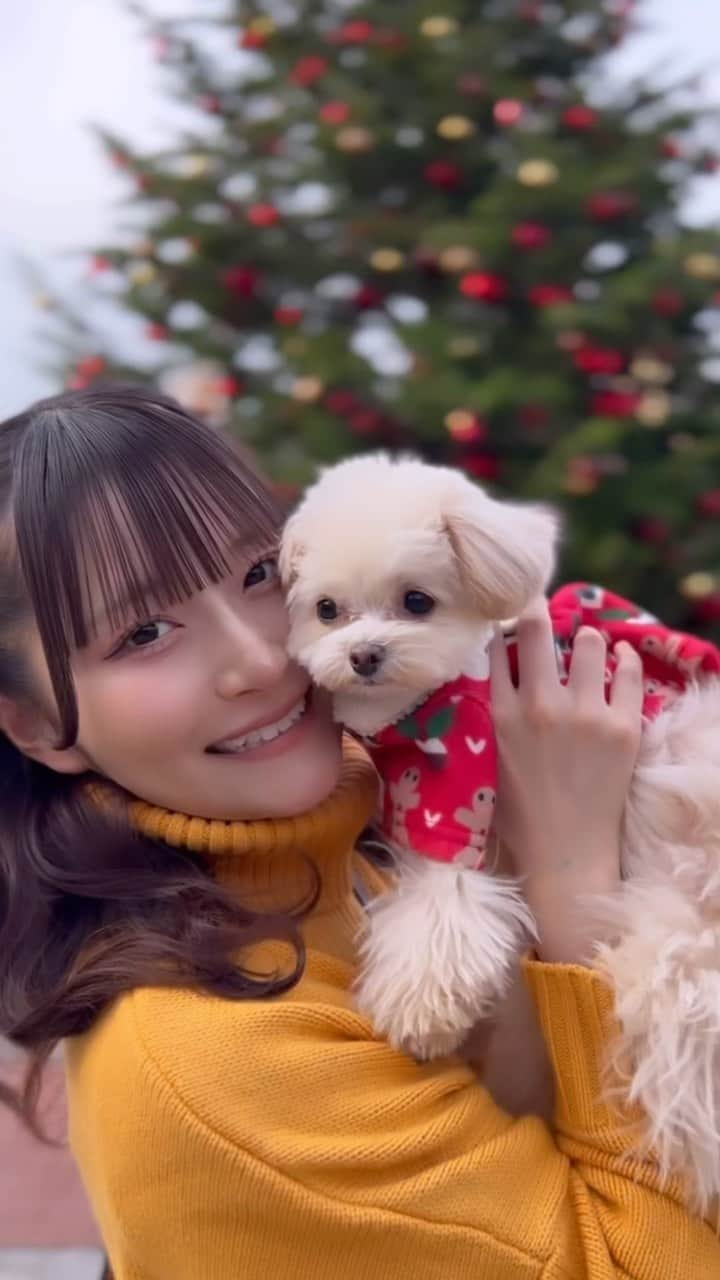 山本優菜のインスタグラム：「🎄.*𝑀𝑒𝑟𝑟𝑦 𝐶ℎ𝑟𝑖𝑠𝑡𝑚𝑎𝑠‪𓂃 𓈒𓏸  なるとくんカメラ見てくれない🙁  #christmas  #christmasdate  #christmastree  #クリスマス  #dog  #チワプー」