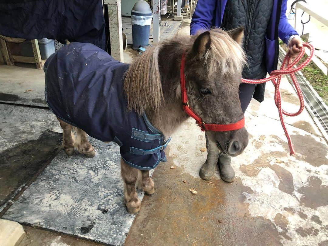 カマタマーレ讃岐さんのインスタグラム写真 - (カマタマーレ讃岐Instagram)「@matsumoto.yamagafc  #松本山雅FC サポーターの皆さんへ  カマタマ広場のイベントは、アウェイサポーターの皆さんも大歓迎✨  🐎🐎カマタマ牧場開催🐎🐎  サラブレッドでの乗馬体験やミニチュアホースとの触れ合いも💖  ここでしか体験することのできない思い出作りませんか😉  詳細はクラブHPへ  #カマタマーレ讃岐」11月22日 20時59分 - kamatama_kouhou