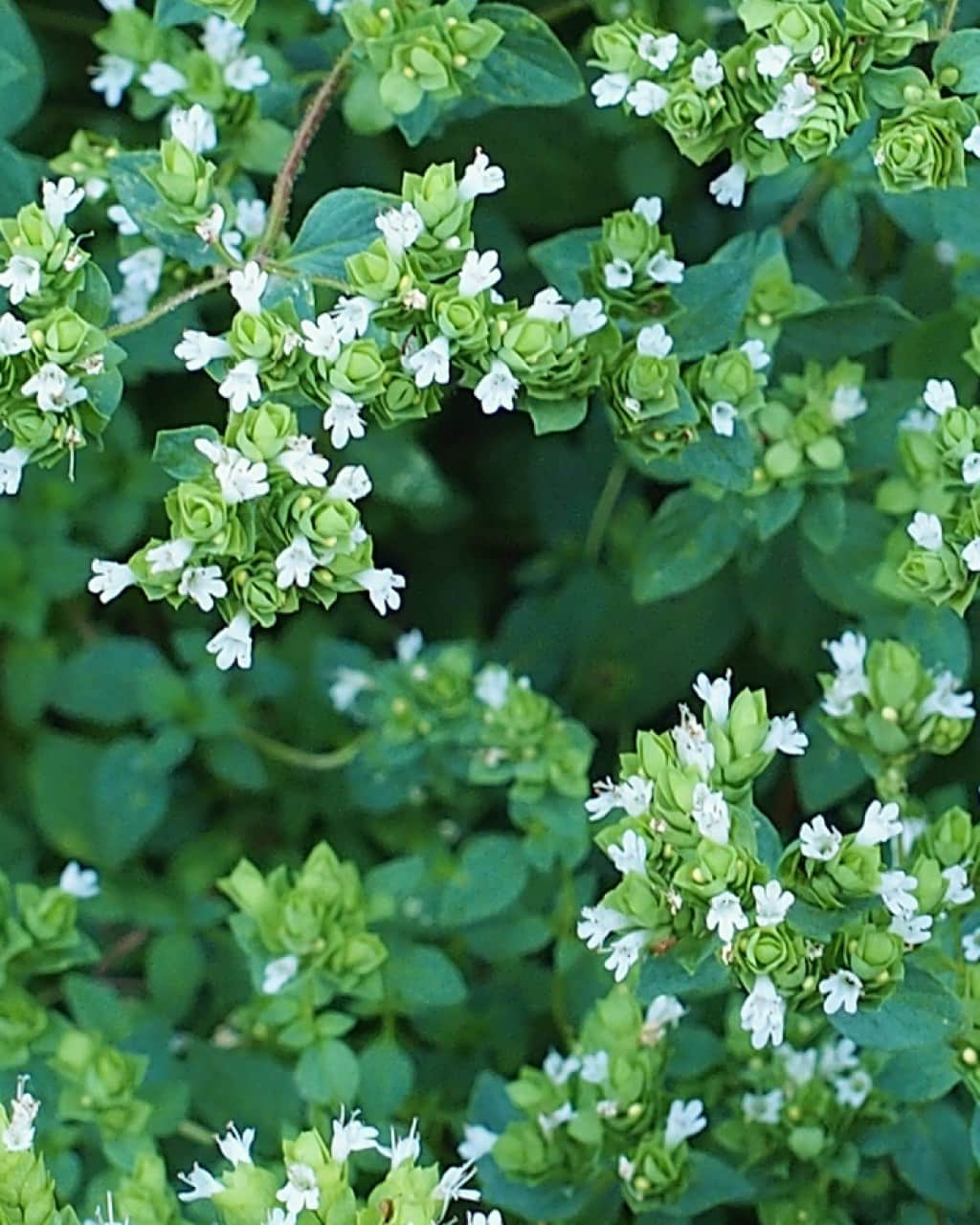 のインスタグラム：「［marjoram sweet |マジョラム・スイート］ 地中海沿岸地域を原産とする、 20～60cm程度まで成長するシソ科のハーブ。 丸みを帯びた小さな葉形が愛らしく、 初夏には白や淡い桃色の可憐なお花を咲かせます。  リラックス作用と強壮作用が期待できるため、 心のバランスをとってくれます。 心身ともにリラックスへと導くことから、 睡眠サポートとしても役立てることができます。 また、抗菌、抗ウイルスの作用も期待できるため、 空気をキレイに整えたい空間でも活用できる香りです。  ほのかにスパイシーで温かみのある香りなので、 季節的には冷え始める秋頃から春頃までがおすすめ。 時間帯は午後からおやすみ前にかけての くつろぎタイムの演出に向いています。  ----------------------- 主な芳香成分：テルピネン-4-オール、リナロール、ボルネオール 香りのタイプ：ハーバル 相性のいいオイル：ベルガモット、ホワイトサイプレス、プチグレン、ゼラニウム etc. -----------------------  より詳しい内容は、 アットアロマ公式オンラインストア「アロマソムリエ」や 公式アプリの「オイル図鑑」でご紹介しています。 あとから見返すには保存がおすすめです。 ぜひご活用ください。  ▷アプリのダウンロードはハイライト”公式アプリ”から @ataroma_official  #ataroma #アットアロマ #marjoramsweet #マジョラムスイート」