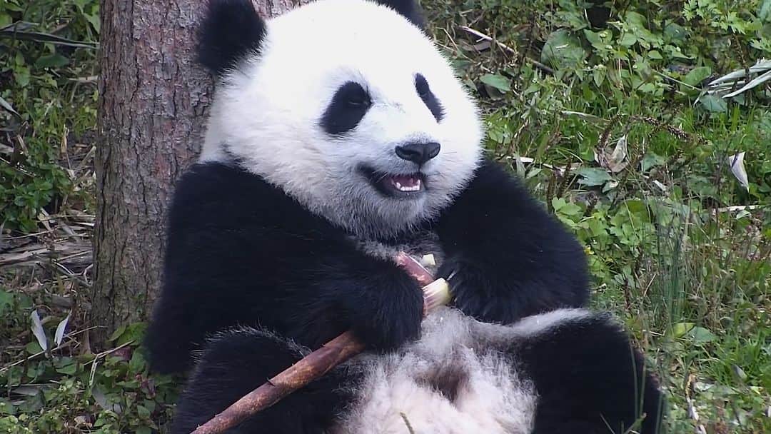 iPandaのインスタグラム：「I swear I didn’t turn on the beauty filter! I look fair and beautiful entirely because of my natural beauty. 🐼 🐼 🐼 #Panda #iPanda #Cute #HiPanda #CCRCGP  For more panda information, please check out: https://en.ipanda.com」