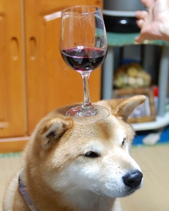 がんちゃんのインスタグラム：「コタおばさんにボジョレーヌーボーをいただきました🍷 ボジョレーと言えば思い出す、コタさんのワイングラス🍷のせのせ。2012年のボジョレーでした。」