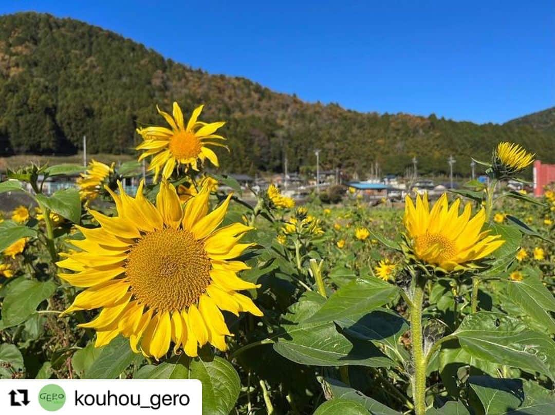 Gero City【下呂市公式アカウント】のインスタグラム：「#Repost @kouhou_gero with @use.repost ・・・ 金山町金山の井尻交差点付近 （国道41号・県道関金山線）では季節はずれのヒマワリが見れます🌻🌻🌻🌻  写真は本日１１月２２日のヒマワリです☺️✨  #岐阜県 #下呂市 #飛騨金山 #金山町金山 #井尻交差点 #国道41号 #県道関金山線 #金山振興事務所 #季節はずれ  #ヒマワリ  #gerostagram #広報げろ」