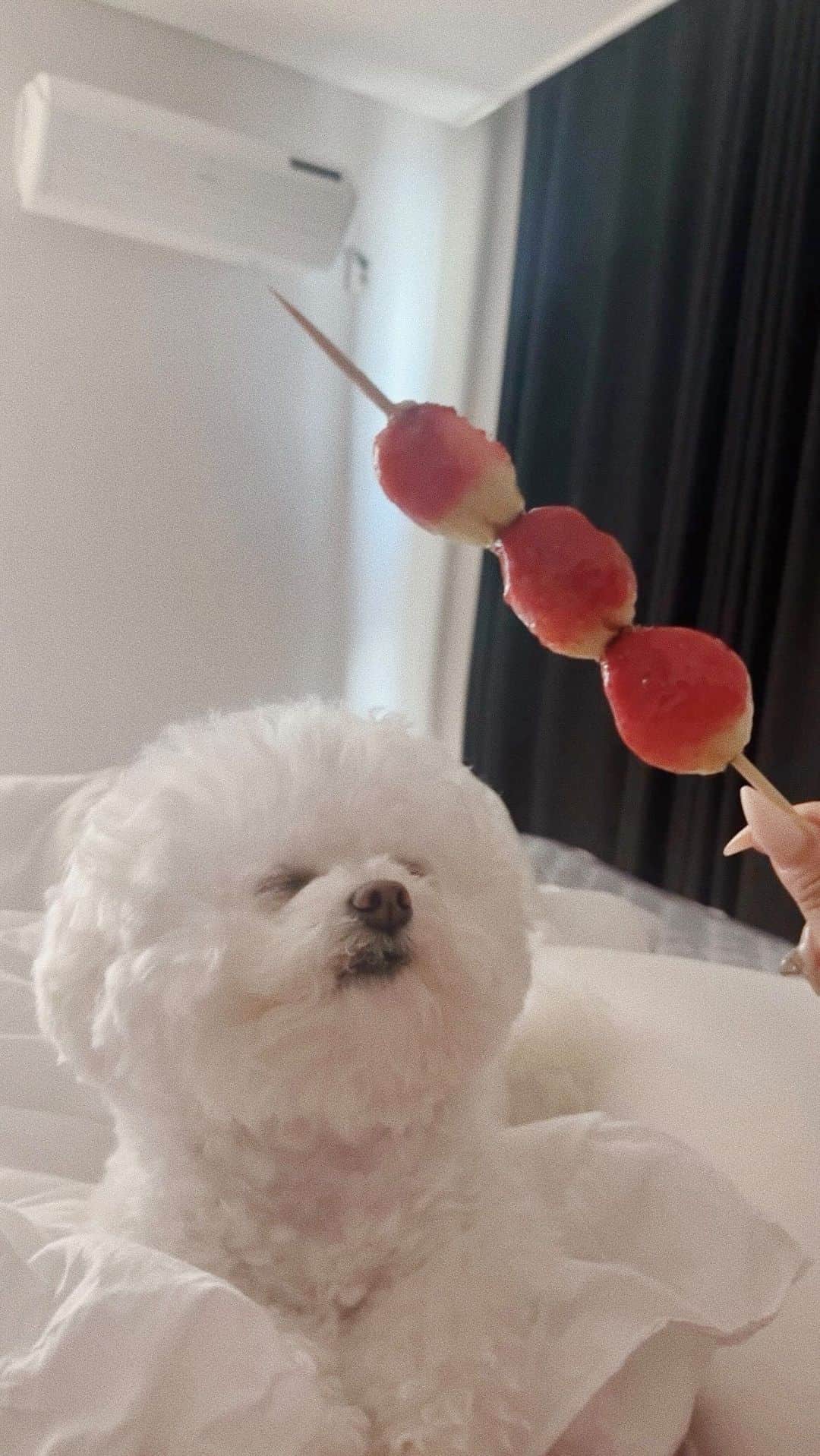 のインスタグラム：「♥ 요즘 장숑이 지능에 놀라고 있어유.. 💪🏻👧🏻🪄 ⠀⠀⠀⠀ 뭐 먹을 때 달라고 찡얼거리면 침대 옆 쿠션으로 보내는데 쿠션으로 보낼까봐 안 보는 척 안 먹고 싶은척함 🍓 ⠀⠀⠀⠀ 하지만 꼬리는 움직이는 중 ㅋㅋㅋㅋㅋㅋㅋㅋㅋㅋㅋㅋㅋㅋㅋㅋ 𝑱𝒂𝒏𝒈𝒔𝒖𝒉𝒚𝒖𝒏」