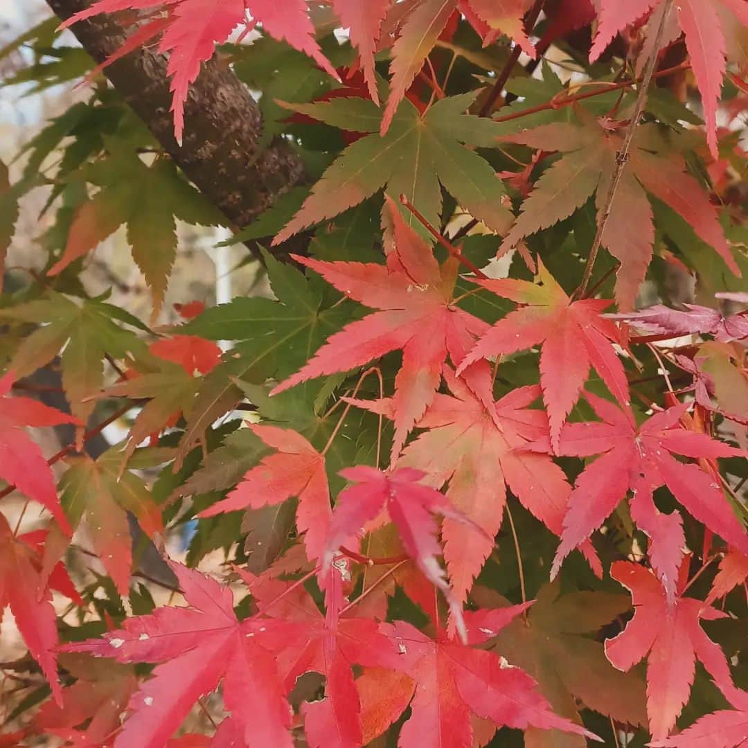 須藤美樹さんのインスタグラム写真 - (須藤美樹Instagram)「11月15日、長野のあゆみちゃんと、鎌倉のヨガ仙人たかとくんと三人で長野旅🚘💨💨💨  この三人でなくてはなからかった意味が後半わかるのでした✨  とっても大好きな前山寺へ💕  たくさん紅葉がお出迎え🍁  こりゃ遊ぶしかないでしょ😂こういうの付き合ってくれる友達達でうれしい😃🎶自然と触れあえるの楽しい～😭  空気美味しいし、天気いいし、最幸‼️  もう序盤からたまらなく楽しい🌟  続く→→→→  #長野 #前山寺 #自然 #紅葉 #もみじ #楽しい #幸せ」11月22日 22時22分 - odorukaiunshi