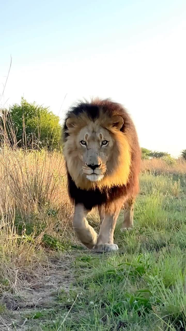 Kevin Richardson LionWhisperer のインスタグラム：「Purrrrrfection! Bobcat strutting his stuff like a model on a catwalk.  #purrfection #purrfect #slomotion」