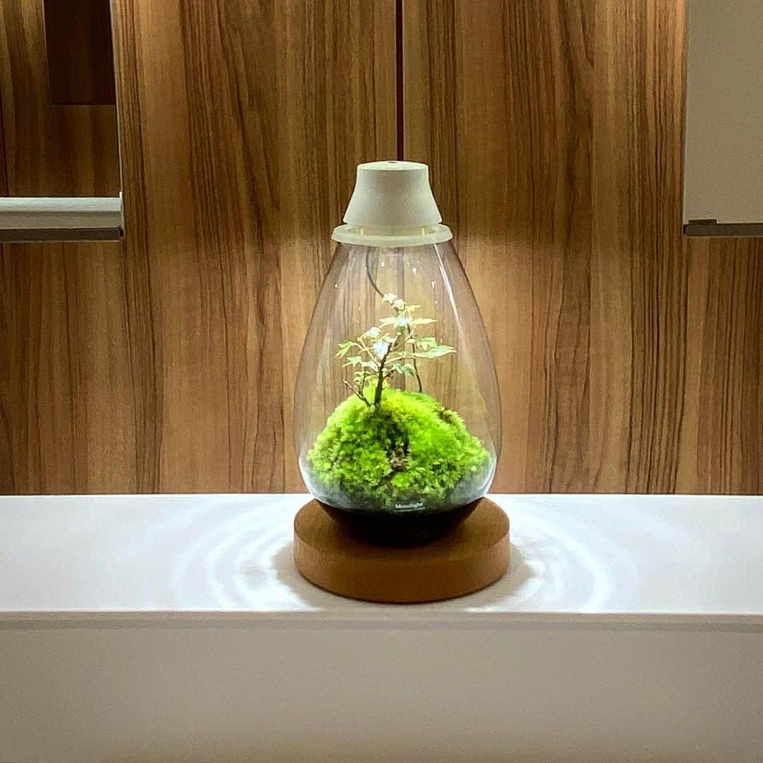 Mosslight-LEDのインスタグラム：「Mosslight   #mosslight #モスライト #kabolo #terrarium#テラリウム#moss#苔」