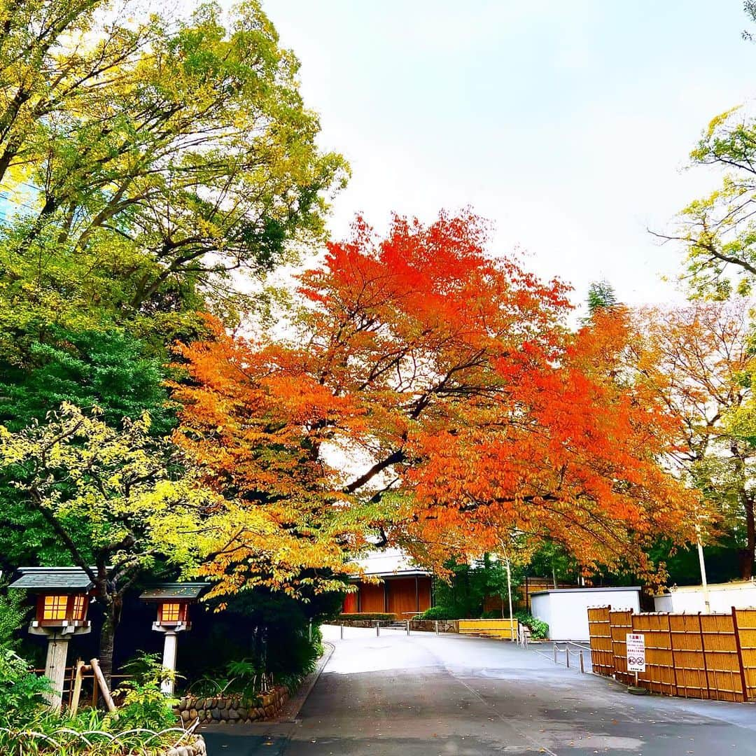 YOKANさんのインスタグラム写真 - (YOKANInstagram)「《OhaYOKAN》  今朝の 原宿表参道は 雨のち曇りのち晴れ…🌤️  生暖かく  雨上がりで 空気の美味しい朝🌅  朝ラン＆ウォークは  お仕事の関係で 短めでしたが快調でした…🏃‍♀️👟  みなさま  笑顔で ステキな勤労感謝の日を…🎌💓🎌  ※今朝の  《YOKAN散歩》  街角アート写真は  神社仏閣シリーズ…⛩️  原宿  『東郷神社：とうごうじんじゃ』  竹下通りの すぐ裏手にあり  明治通り側の入口には  大きな 鳥居と灯籠が見事です…⛩️✨  もうすぐ 東郷記念館の庭園を含めて  紅葉が 見頃になります…🍁  #harajuku #omotesando #tokyo #原宿 #表参道 #morning #朝 #running #ジョギング #朝ラン #walking #ウォーキング #朝活 #OhaYOKAN #YOKAN散歩 #YOKAN #streetart #街角アート #shrinesandtemples #togoshrine #神社仏閣 #東郷神社 #鳥居 #紅葉 #tokyocameraclub #インスタ映え #instagram #笑顔でステキな1日を💓」11月23日 8時19分 - yokanstudio