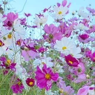 佐藤茜のインスタグラム：「#ひみつのひみつのアーカイブ」