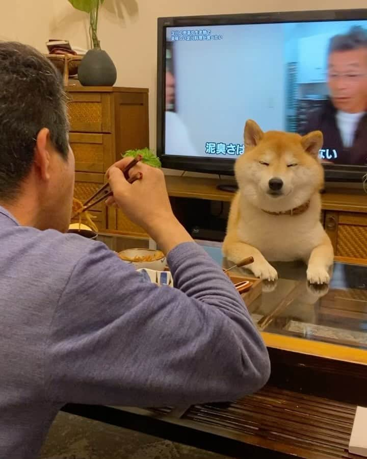 柴犬小雨のインスタグラム