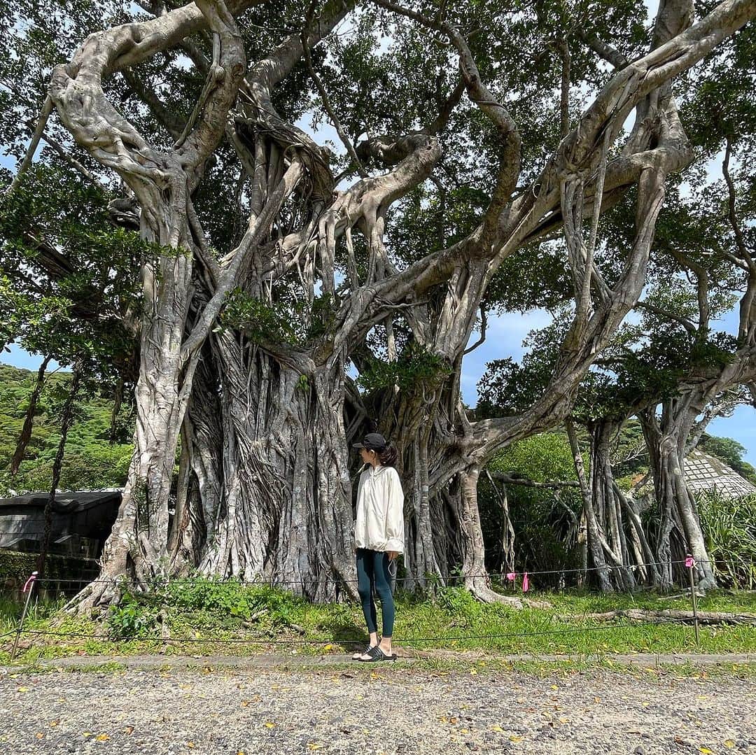 梅澤友里香さんのインスタグラム写真 - (梅澤友里香Instagram)「忙しくなりすぎると 良いアイディアや思考って生まれなくなる。 これって本当なんですよね😳  『余裕』や『余白』 が私たちを成長させて豊かにしてくれる。 だからこそまたチャレンジが出来たりする。  2024年奄美大島ヨガリトリート 4/26（金）〜28（日） 開催決定です！👏✨  年に一度の心と体の浄化の旅。 そして、自然と自分自身を楽しむ日々✨  今年は中日のアクティビティは 加計呂麻島までクルージング &加計呂麻島散策✨  ガジュマルや素晴らしい景色に一緒に感動しましょう❤️  クルージング中、運が良ければ無人島やアマーズロック写真1枚目） に上陸します❤️  こればっかりは、波や天気次第で行き当たりばったりですが、 その一つ一つの奇跡を楽しむのも自然と生きてるって感じ❤️😍  予約開始までもう間も無くです✨  早割などもあるので、 『行きたい！』 って思っている方は、スケジュールの確認などを しておいて下さい🤗❤️  予約開始ししだいまたお知らせします❤️  @the_scene_wellnessresort  @wellnesstrip_official   #加計呂麻島　 #奄美大島 #ヨガリトリート #thescene #ヨガつぶやき #生きるヨガ  #健康美 #インナービューティー #哲学 #サスティナブル #メンタルヘルス #holistic #ホリスティック　#ヨガ哲学　  #vegan #ベジタリアン #organic #wellness  #ウェルネス  #yoga  #ヨガ #ヨガインストラクター  #美と健康 #beauty #health #ストレッチ #しなやか #yogalife  #naturalbeauty  #fitnessmodel」11月23日 8時53分 - yurika_umezawa