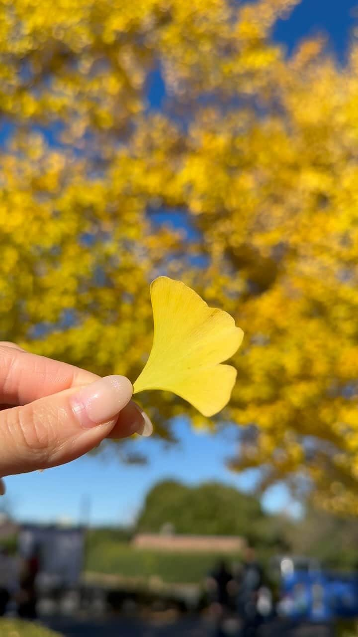 あいりのインスタグラム：「🍁 お仕事で行ったんだけど綺麗すぎて帰り道1人でサクッと撮ってきた📸✨ めちゃくちゃ見頃でキレイでした🤭♡  #昭和記念公園#紅葉#紅葉スポット#立川#関東紅葉#関東紅葉スポット#昭和記念公園いちょう並木#いちょう並木#フリーモデル」