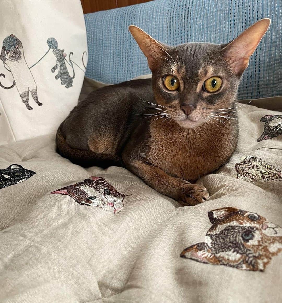 コーラル アンド タスクのインスタグラム：「⭐️⭐️⭐️⭐️⭐️ for the Cats quilt “Nuage loves this quilt♡” - Chiaki 😻 Our Cats Quilt, along with our entire site, is now 25% OFF! 全商品25%OFF! 💞 Shop our Black Friday Sale thru Monday 11/27, discount automatically applied to your cart. #coralandtusk #blackfriday #catsdecor #coralandtuskpets」
