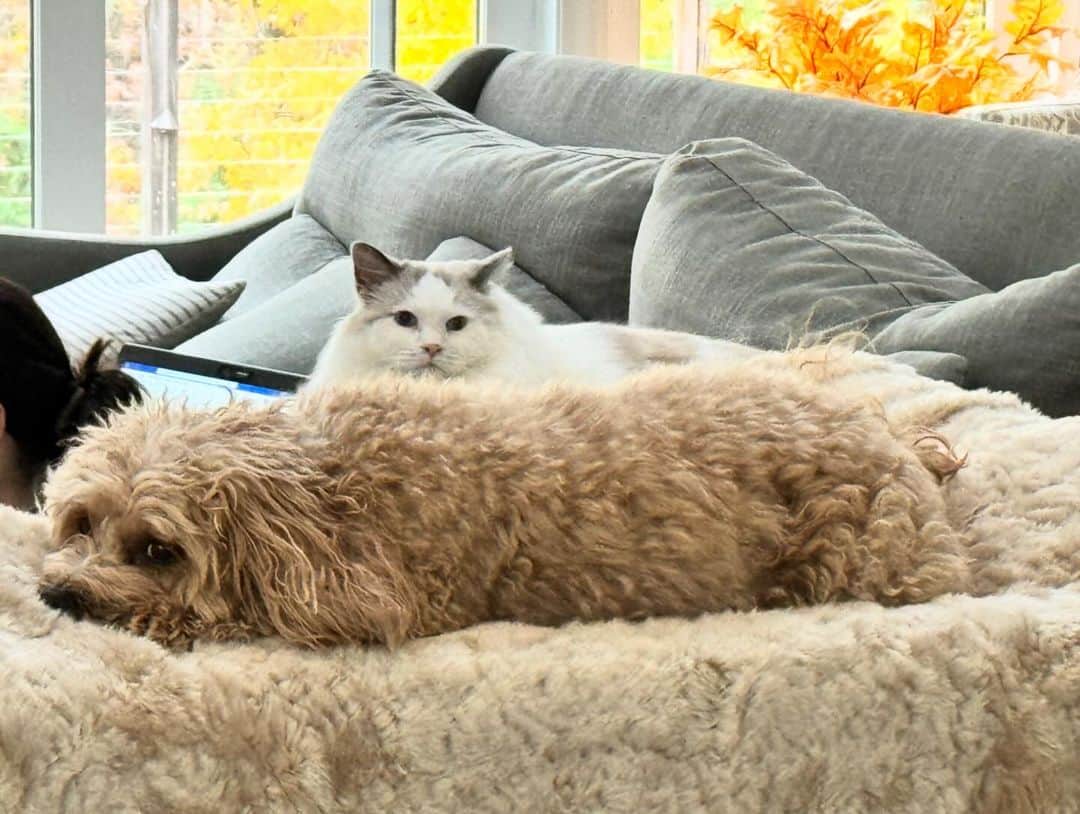 ソフィーさんのインスタグラム写真 - (ソフィーInstagram)「Visiting cousin Dennis is exhausting」11月23日 9時02分 - sophielovestuna
