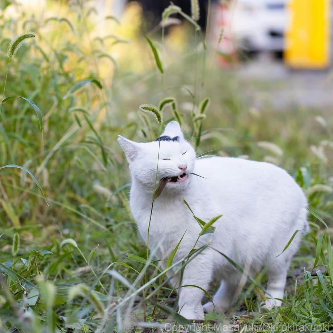 Masayukiのインスタグラム：「あむっ。  #cat #ねこ #猫 #東京カメラ部 #nekoclub  #yourshotphotographer  #my_eos_photo」