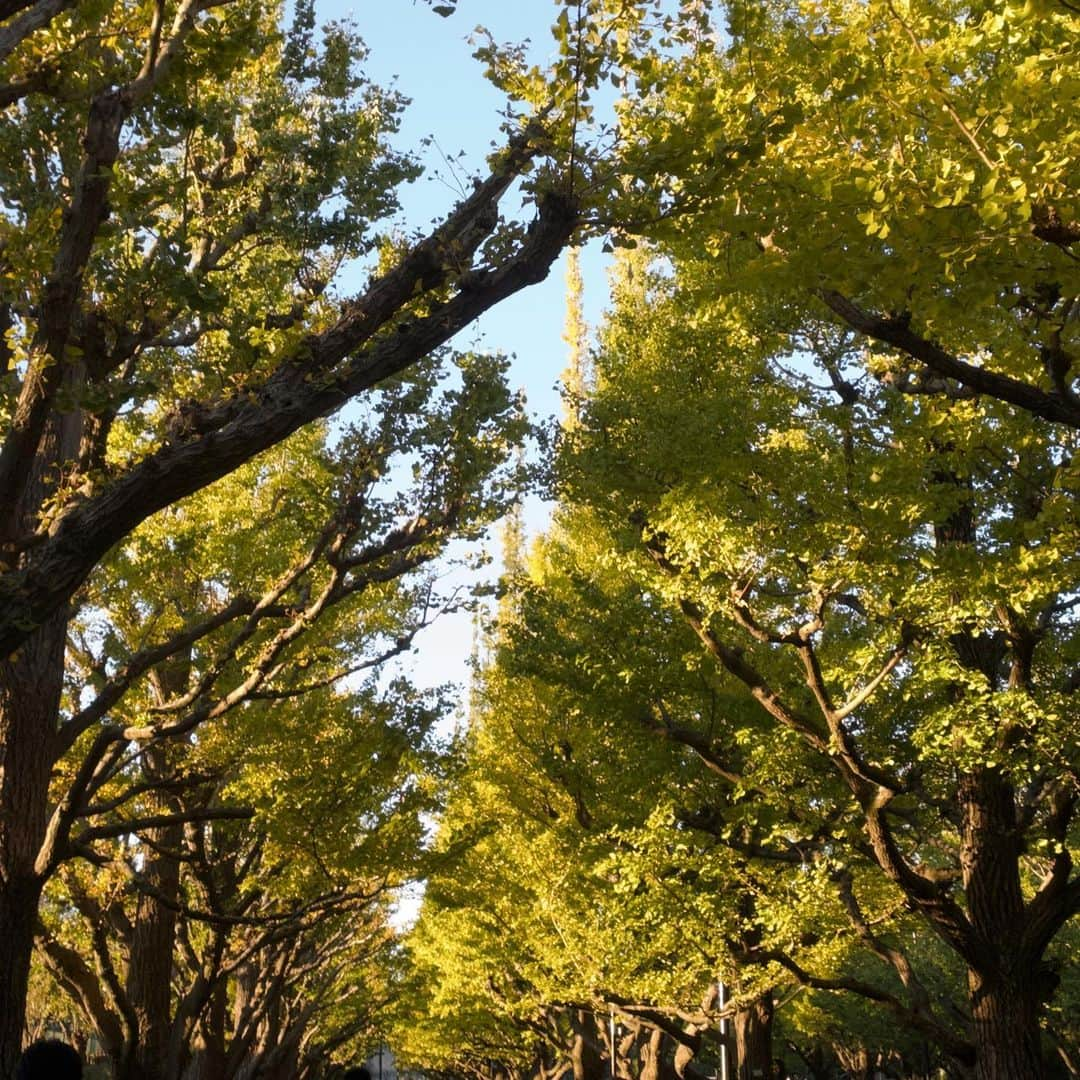 青山華依さんのインスタグラム写真 - (青山華依Instagram)「外苑前のイチョウ見たくて行ったけどまだ見頃ではなかった🍃🍂」11月23日 0時24分 - tftftf___100