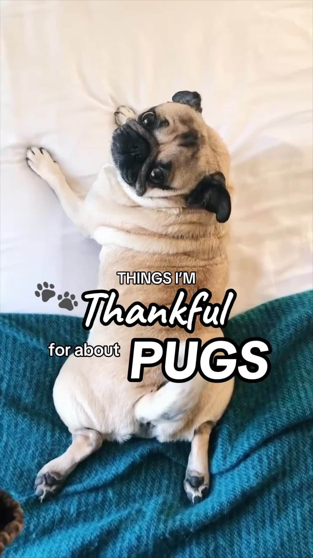 itsdougthepugのインスタグラム：「Things I’m thankful for about pugs 🐾🍁 What are you thankful for about your dog?  #thanksgiving #thankful #pugs #pugsofinstagram #dogsofinstagram #gratitude」