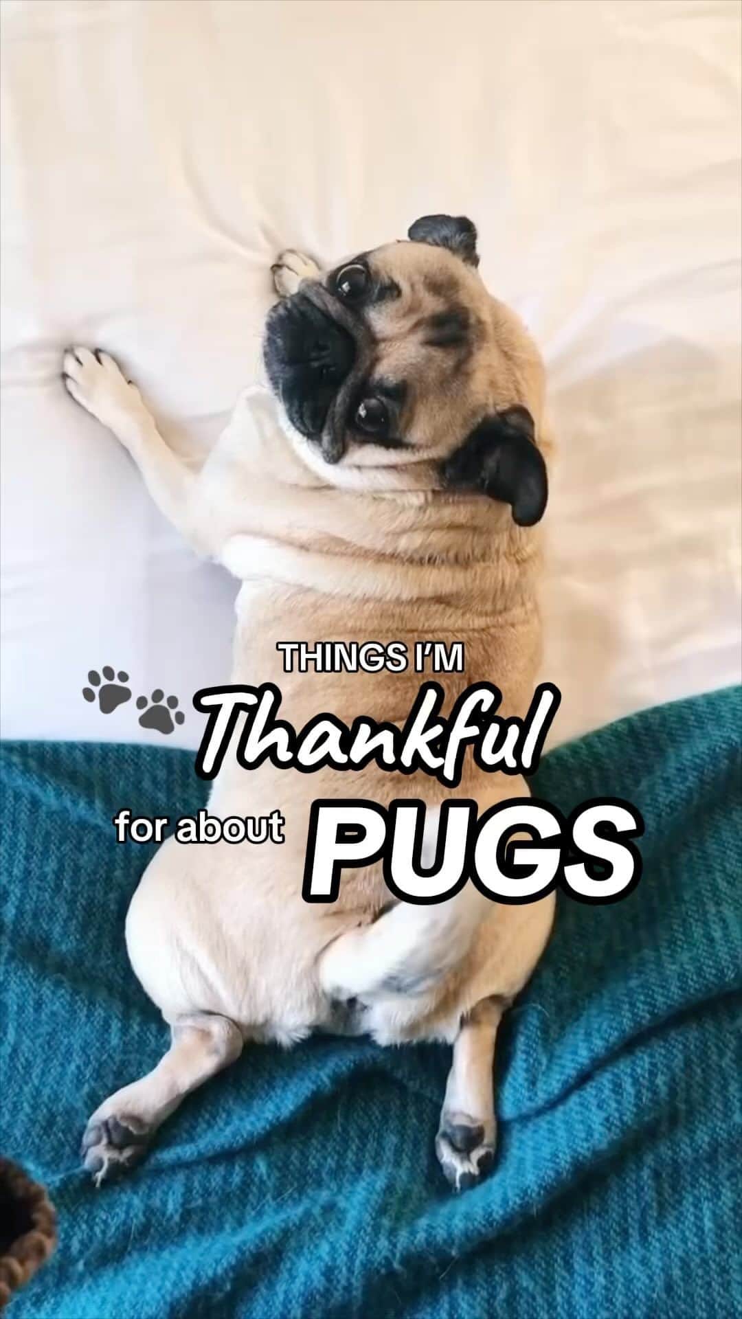 itsdougthepugのインスタグラム