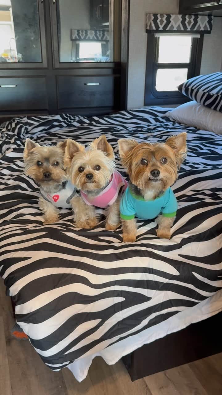 のインスタグラム：「Max, Allie & Sammy 💭 We are the little angels and these little angels will be traveling today! 😆👋🏼🚌🚗💨💨👴🏻👩🏻🐶🐶🐶🐶 #OnTheRoadAgain #RVWithDogs #TravelingWithDogs #TravelingDogs #RVDogs #RVingWithDogs #DogsAreBetterThanPeople #BetterTogether❤️ #ProTravelers #SanDiegoBound」