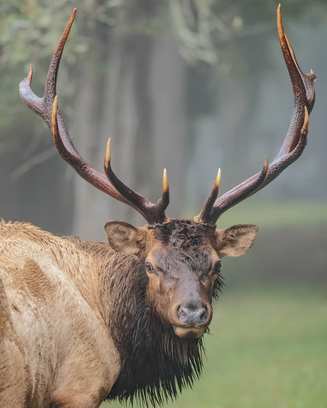 CANON USAのインスタグラム：「Photo by #CanonExplorerOfLight @charlesglatzer: "The ability to effectively crop in-camera and make use of all the camera pixels is essential to producing the best possible image quality. The extended focal range of the RF200-800mm F6.3-9 IS USM lens allows me to quickly capture both environmental and portraits of fleeting subjects in the field. The built in tripod collar provides stability atop a tripod while affording a fast format transition from landscape to portrait."   📸 #Canon EOS R6  Lens: RF200-800mm F6.3-9 IS USM」