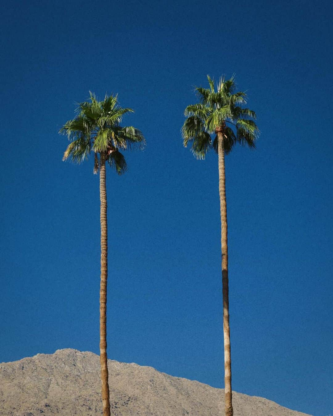 ジュリー・サリニャーナさんのインスタグラム写真 - (ジュリー・サリニャーナInstagram)「Palm Springs thangs. 🌴🫶🏽 #palmsprings」11月23日 1時16分 - sincerelyjules