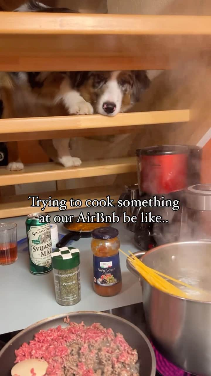 DogsOf Instagramのインスタグラム：「Don’t mind @_ozzy.the.aussie_, just supawvising dinner 😋 . . . . . #aussiepuppy #funnydogs #dogswillbedogs #dogsofinstagram #sneakydog #foodmotivated」