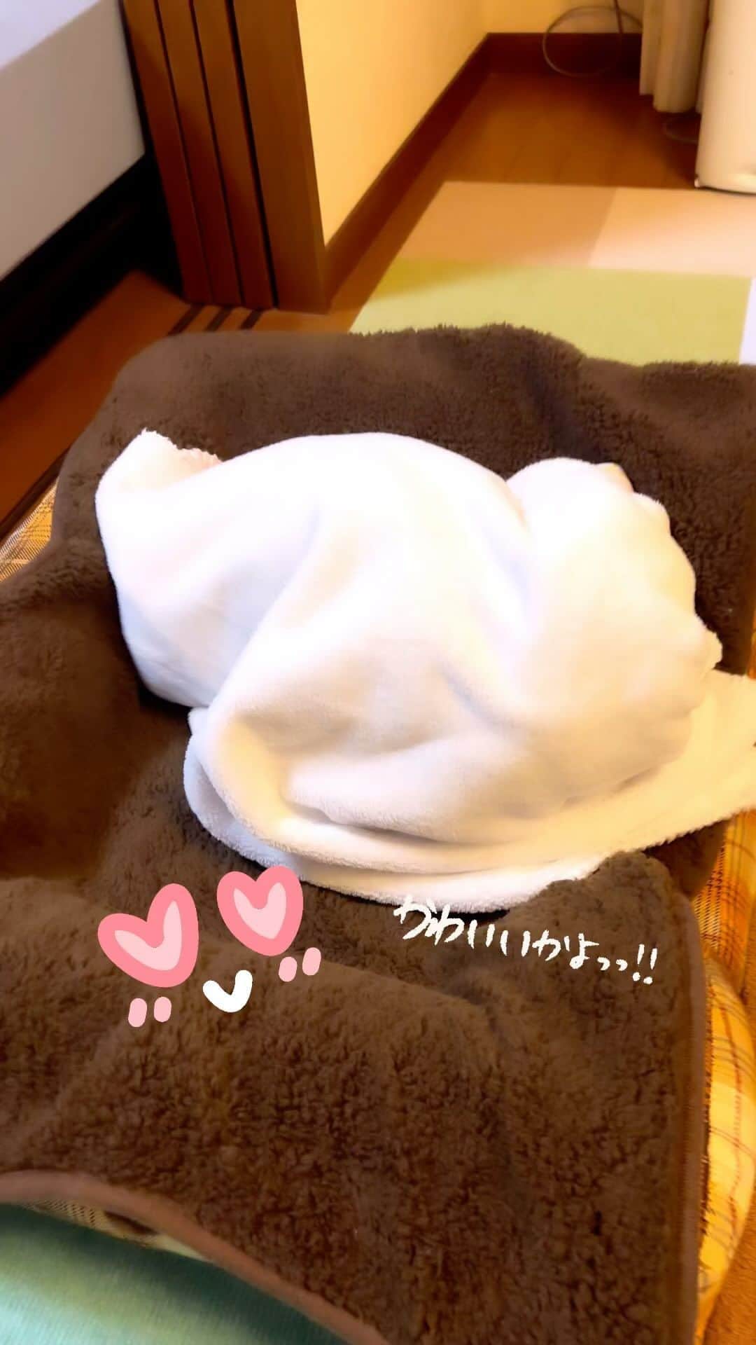 風花舞のインスタグラム：「毛布にもぐってぐるぐるしてると思いきや、 出てきた🤣」