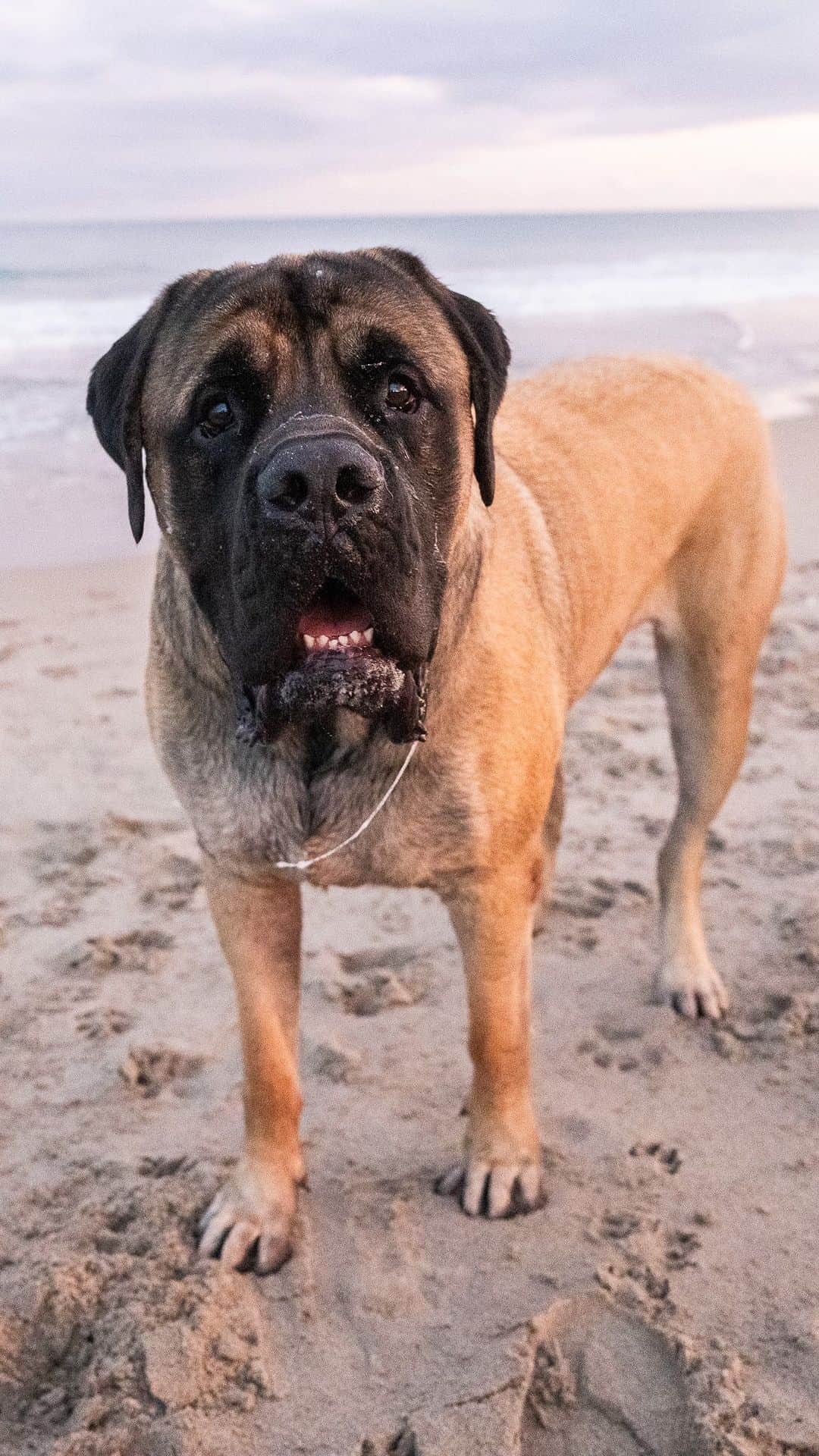 The Dogistのインスタグラム：「Roscoe & Walter, English Mastiffs (3 y/o), Bark Park Dog Beach, Boca Raton, FL • “It’s Roscoe’s first day at the beach. He came from a home where they divorced and they couldn’t handle him, so we took him three weeks ago. We’re fostering him, but he’s part of the family. I was always a cat guy, but when our two cats passed away a year ago, she wanted to replace them. They have a beautiful personality – they’re very emotional. They’re just sweet animals. They love people, and they love one another – they became very close in three weeks. You learn to deal with all the downside, which is the drool, mostly.”」