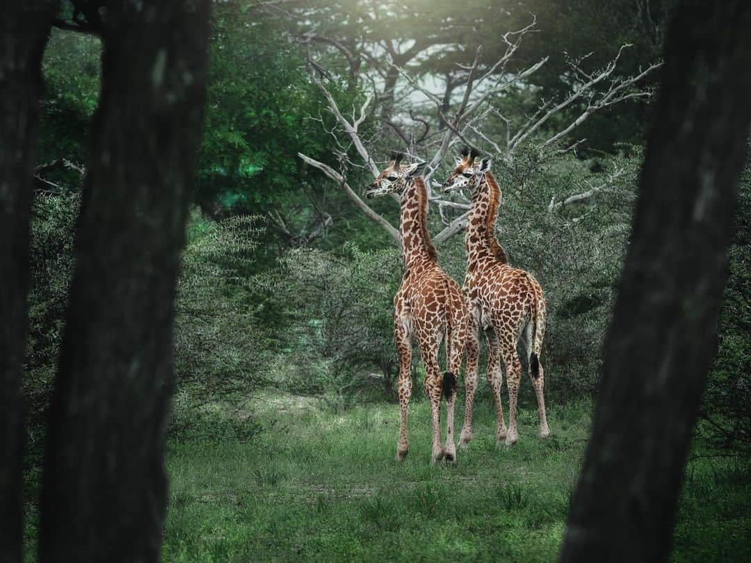 Fujifilm UKのインスタグラム：「“Dream Voyage is a project about highlighting the in-betweens, the emotional lines that run between nature and human, human to human, and nature itself. We want find a new gaze where we try to look at and depict the natural world beyond the hierarchic positions and generalisations that has been the norm for hundreds of years in our western societies.”  📸: @alexandrovklumofficial  #FUJIFILMGFX100II GF250mm F4 R LM OIS WR + 1.4X WR  f/11, ISO 500, 1/400 sec.」