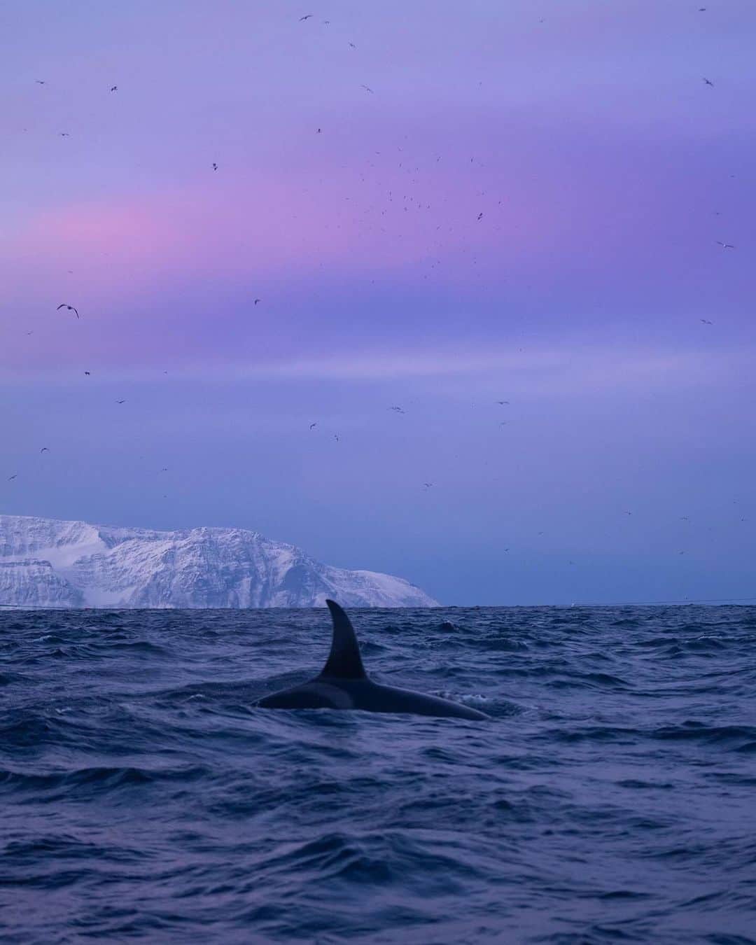Discover Earthさんのインスタグラム写真 - (Discover EarthInstagram)「Diving into the stunning world of Orcas in Norway 🌊🐋😍  📍 Norway  🇳🇴 #DiscoverNorway with @reneringnes」11月23日 4時15分 - discoverearth