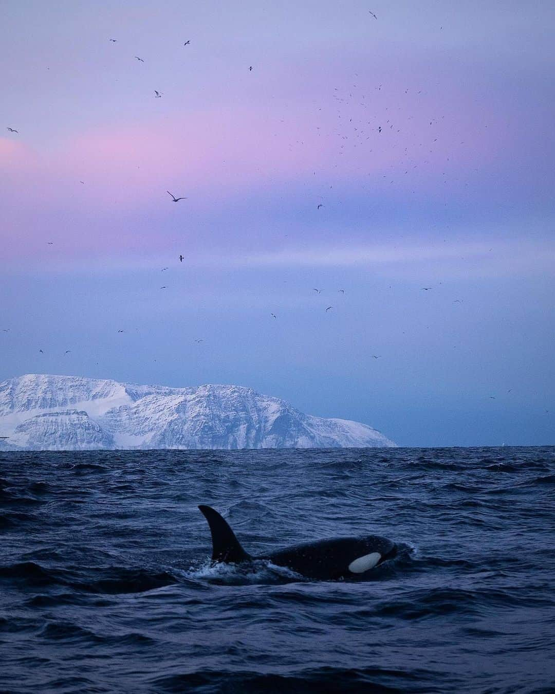 Discover Earthさんのインスタグラム写真 - (Discover EarthInstagram)「Diving into the stunning world of Orcas in Norway 🌊🐋😍  📍 Norway  🇳🇴 #DiscoverNorway with @reneringnes」11月23日 4時15分 - discoverearth