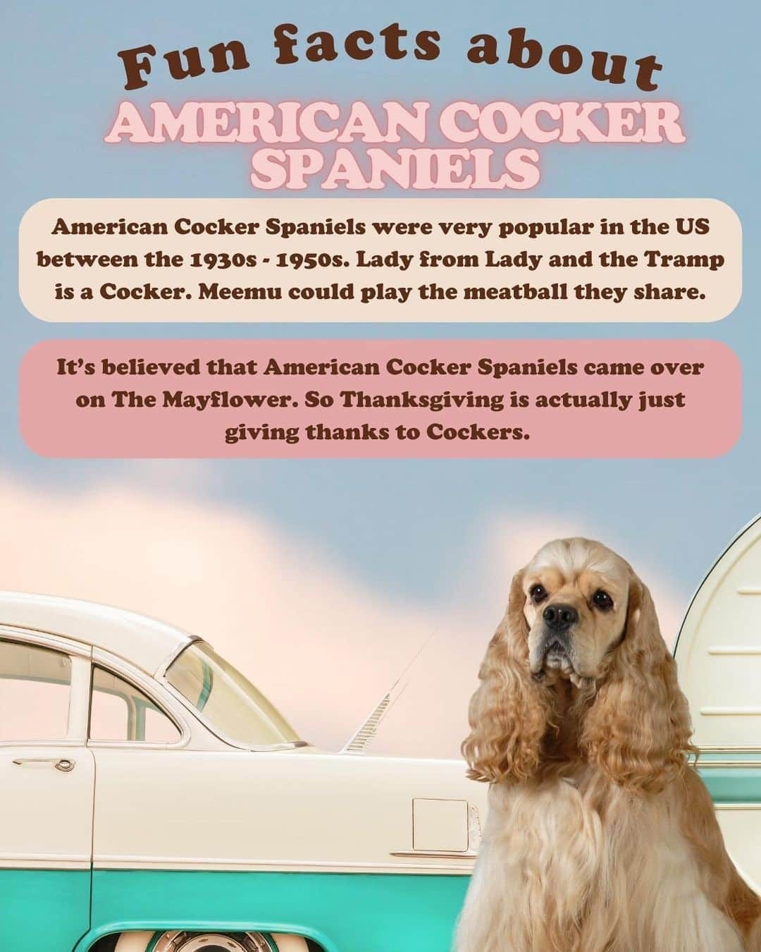 JessRonaGroomingさんのインスタグラム写真 - (JessRonaGroomingInstagram)「The dog of the week is… The American Cocker Spaniel! 💋✨  #americancockerspaniel #dogoftheweek #billieeilish #oprah #johnwayne #elvis #jessronagrooming」11月23日 2時42分 - jessronagrooming