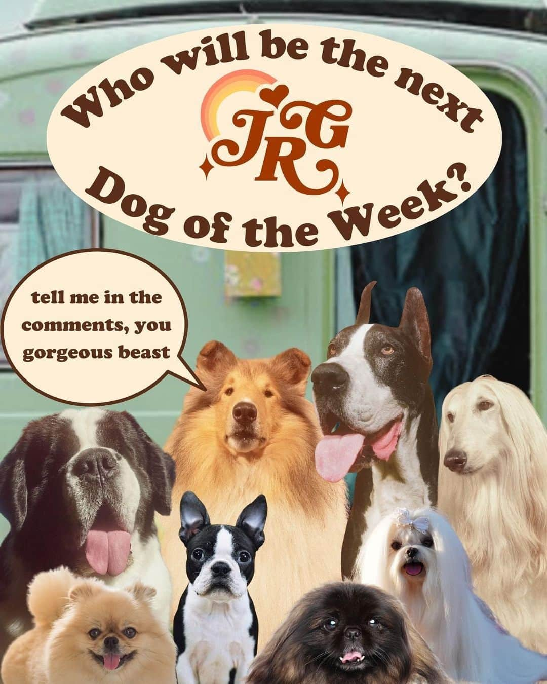 JessRonaGroomingさんのインスタグラム写真 - (JessRonaGroomingInstagram)「The dog of the week is… The American Cocker Spaniel! 💋✨  #americancockerspaniel #dogoftheweek #billieeilish #oprah #johnwayne #elvis #jessronagrooming」11月23日 2時42分 - jessronagrooming