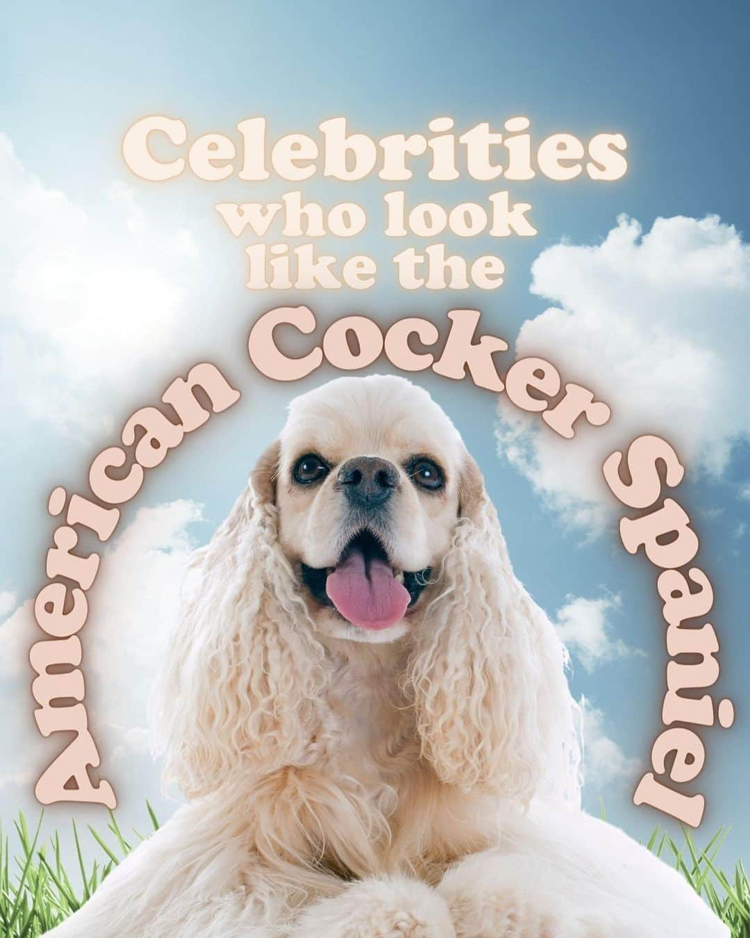 JessRonaGroomingさんのインスタグラム写真 - (JessRonaGroomingInstagram)「The dog of the week is… The American Cocker Spaniel! 💋✨  #americancockerspaniel #dogoftheweek #billieeilish #oprah #johnwayne #elvis #jessronagrooming」11月23日 2時42分 - jessronagrooming