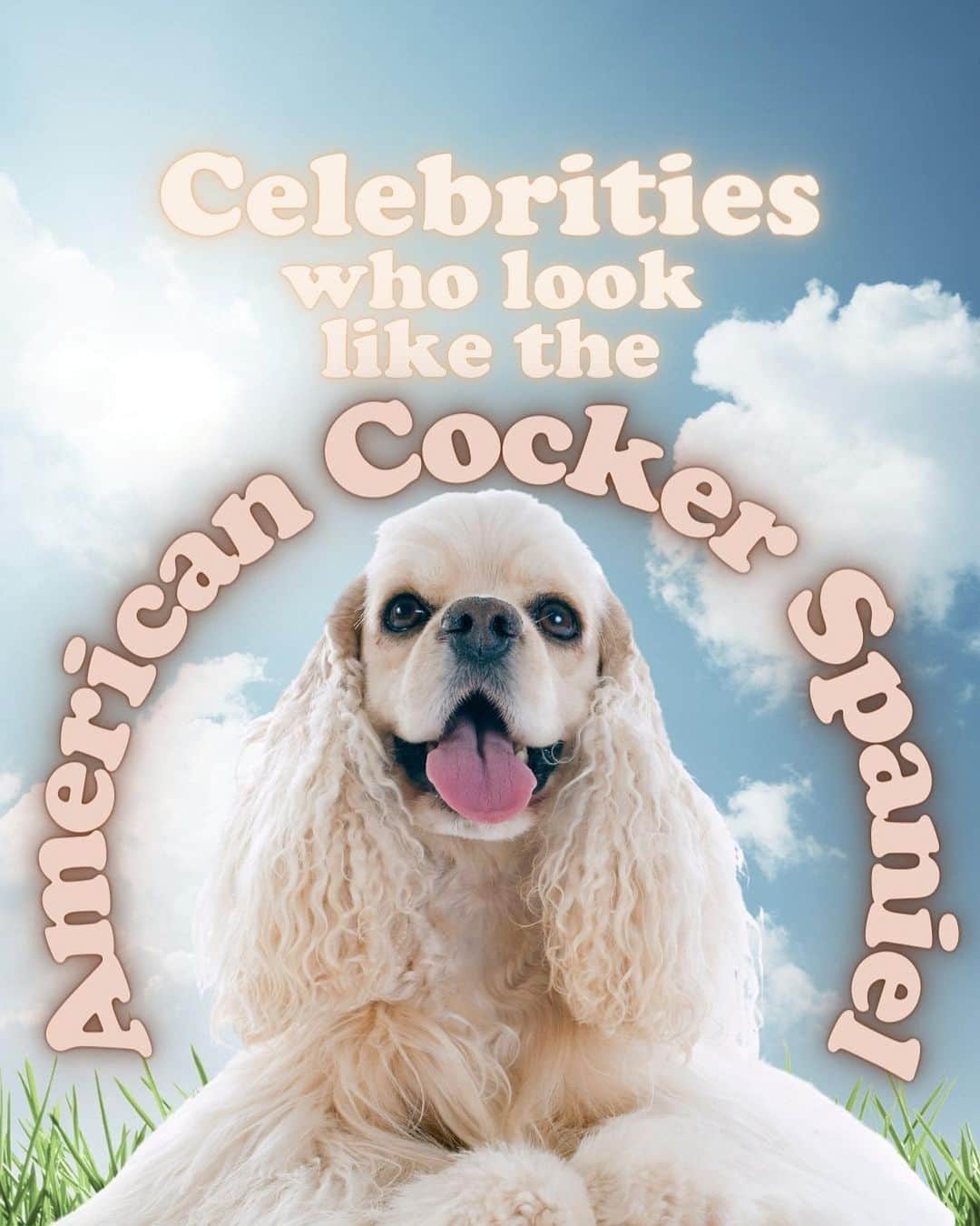 JessRonaGroomingのインスタグラム：「The dog of the week is… The American Cocker Spaniel! 💋✨  #americancockerspaniel #dogoftheweek #billieeilish #oprah #johnwayne #elvis #jessronagrooming」