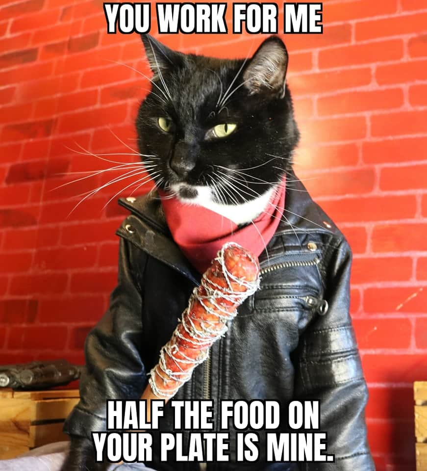 猫コスプレさんのインスタグラム写真 - (猫コスプレInstagram)「My Cat this #Thanksgiving  #negan #TheWalkingDead #twd . . . . #catcosplay #cosplay #cosplayer #cat #catcostume #catsinclothes #petclothes #PetCostume #negancosplay #twdcosplay #twdmemes #thanksgivingmemes #holidaymemes #holidays #funny #humor #meme #memes」11月23日 3時02分 - cat_cosplay