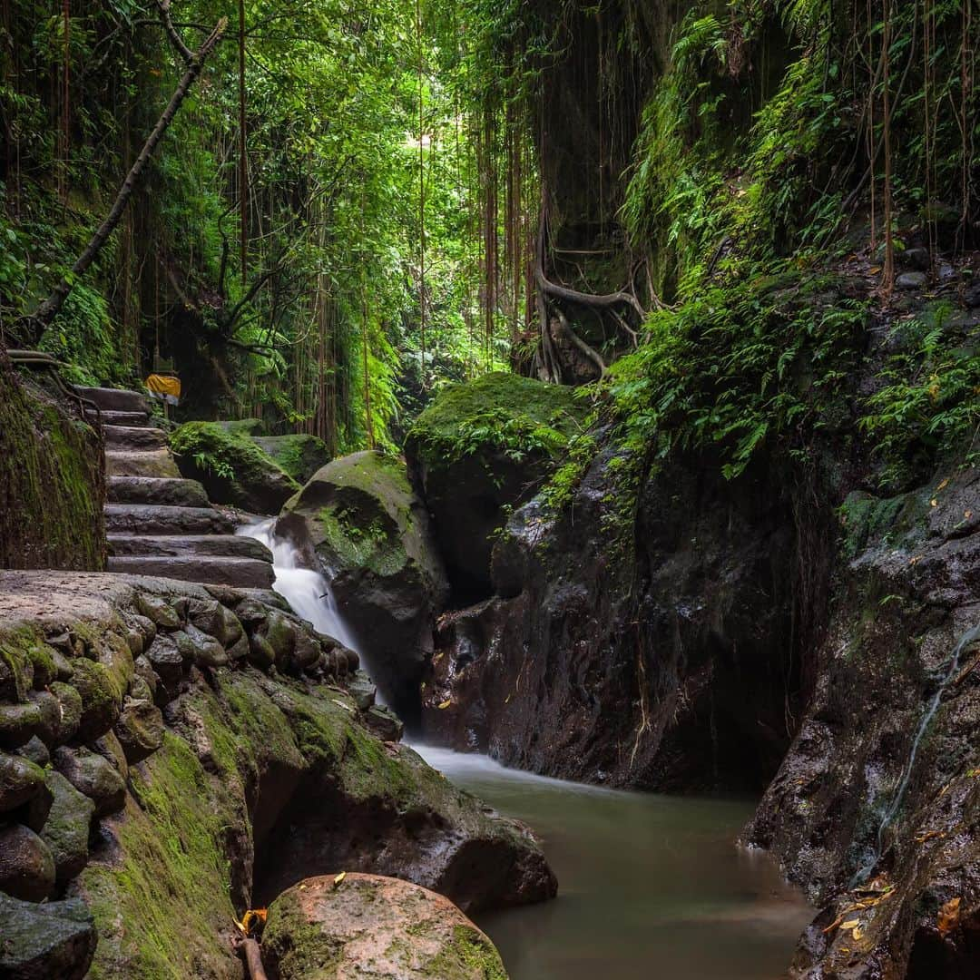 タイ航空さんのインスタグラム写真 - (タイ航空Instagram)「Thai Airways invites you to a realm of wonder in Ubud, Bali. 🌺✈️ Immerse yourself in the enchanting embrace of the Sacred Monkey Forest Sanctuary, where nature, culture, and serenity intertwine. Elevate your adventure with Thai Airways for an experience beyond travel. 🌿✈️ Discover the lush haven of Bali’s Monkey Forest—700 playful macaques, ancient temples, and mystical pathways. Feed them under the watchful eyes of temple guardians. A harmonious blend of spirituality and conservation awaits. 🐒✨ Book now at thaiairways.com or click link our bio.  #ThaiAirways #SmoothAsSilk #bali #denpasar #UbudAdventure #BaliMagic #MonkeyForestBali #wonderfulindonesia」11月23日 3時02分 - thaiairways